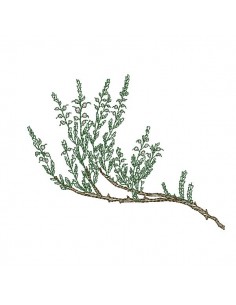 Motif de broderie machine  bruyère